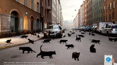 Cats cars Animals roads