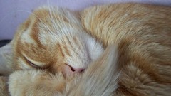 Cats cat herme mermes