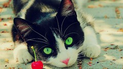 Cats cherries green eyes