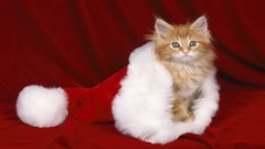 Cats Christmas