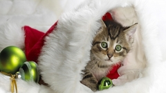 Cats Christmas Kittens