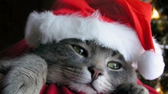 Cats Christmas santa