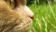 Cats close-up