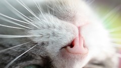 Cats close-up