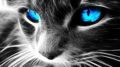 Cats close-up blue eyes Fractalius