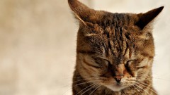 Cats close-up closed eyes pets