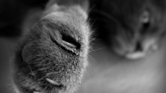 Cats close-up Kittens paws