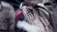 Cats closed eyes pets