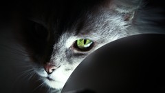 Cats complex magazine