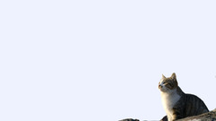 Cats cute Animals animal