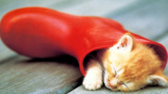 Cats cute freakin 768 1024