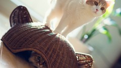 Cats Daisy ben torode hannah