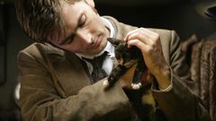 Cats david tennant Kittens