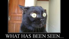 Cats demotivational text