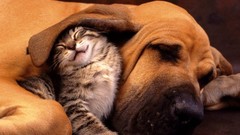 Cats Dogs Kittens Bloodhound