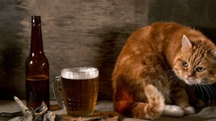 Cats drinks