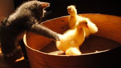 Cats Ducks funny pets artistic