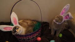 Cats Easter Bunnies