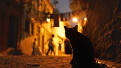 Cats evening shadows