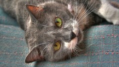 Cats eye HDR Photography