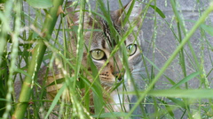 Cats eyes grass bents
