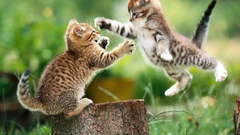 Cats Fighting Animals Kittens