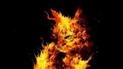 Cats fire black background