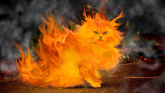 Cats fire Firecat
