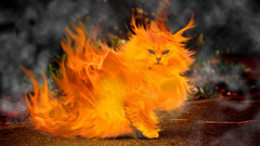 Cats fire flareon