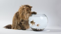 Cats fish