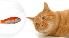 Cats fish aquarium white background