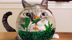 Cats fish funny fish