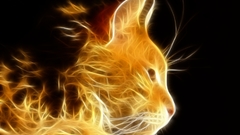 Cats flame
