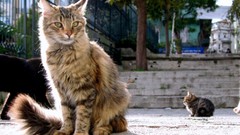 Cats fluffy Istanbul