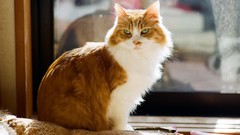 Cats fluffy tabby green eyes