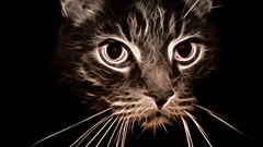 Cats Fractalius