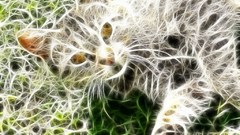 Cats Fractalius