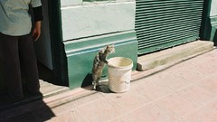 Cats funny bucket Funny animals urban streets