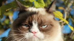 Cats funny Funny animals angry troll meme grumpy cat