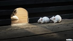 Cats funny Funny animals mice