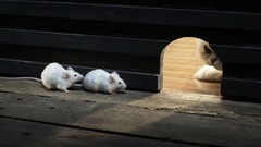 Cats funny mice
