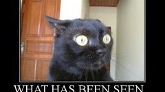 Cats funny shock pets