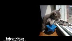 Cats funny snipers