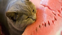 Cats funny watermelons
