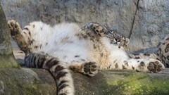 Cats fur sleeping funny paws tails snow leopards
