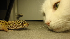 Cats geckos