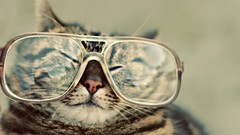 Cats glasses