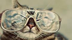 Cats glasses