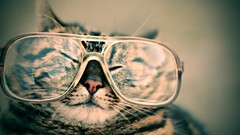 Cats glasses funny