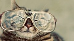 Cats glasses funny